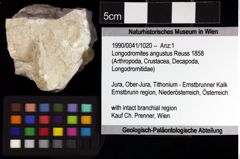 Foto (Objket + Etiketten) von Longodromites angustus (Reuss 1858) 